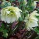 Helleborus orientalis 'fleurs doubles blanches'