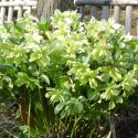 Helleborus orientalis 'Fleurs blanches'