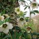 Helleborus orientalis 'Fleurs blanches'
