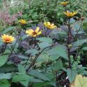 Heliopsis helianthoides var. scabra 'Summernights'