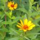 Heliopsis helianthoides var. scabra 'Summernights'