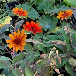 Heliopsis helianthoides var. scabra 'Fire Twister'