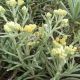 Helichrysum 'Sulphur Light'