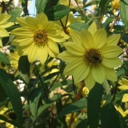 Helianthus 'Lemon Queen'