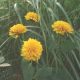 Helianthus decapetalus 'Soleil d'Or'