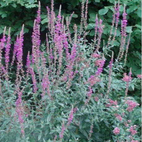 Lythrum salicaria 'Lady Sackville'