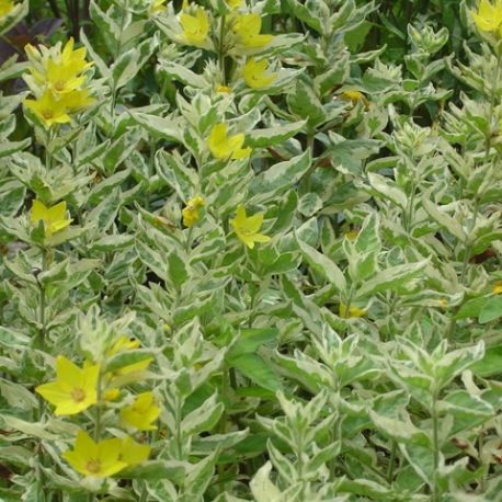 Lysimachia punctata 'Alexander'