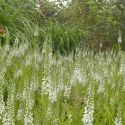 Lysimachia ephemerum