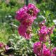 Lychnis viscaria 'Splendens Plena'