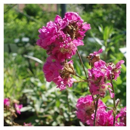 Lychnis viscaria 'Splendens Plena'