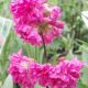 Lychnis viscaria 'Splendens Plena'