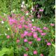 Lychnis 'Hills ground'