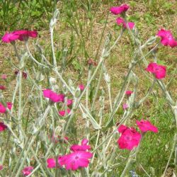 Lychnis coronaria 'Atrosanguinea'