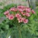 Lychnis chalcedonica 'Carnea'