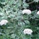 Lychnis chalcedonica 'Alba'