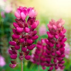 Lupinus 'Les Pages'
