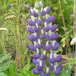 Lupinus 'Le Gentilhomme'