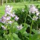 Lunaria rediviva