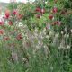 Linaria purpurea 'Canon Went'