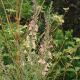 Linaria purpurea 'Canon Went'