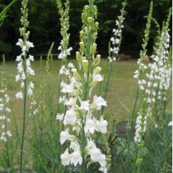 Linaria purpurea 'Alba'