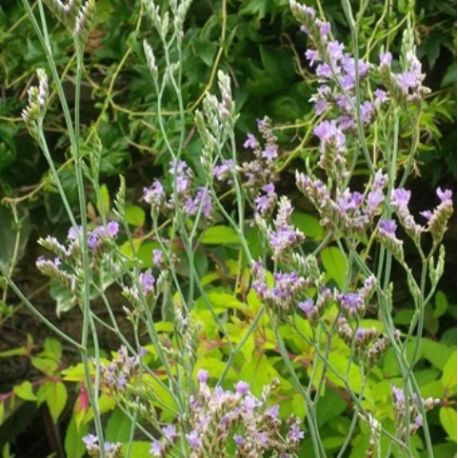 Limonium 'Blue Diamond'