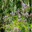 Limonium 'Blue Diamond'