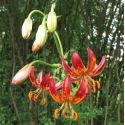 Lilium martagon 'Arabian night'
