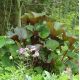 Ligularia dentata 'Desdemona'