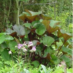 Ligularia dentata 'Desdemona'
