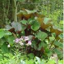Ligularia dentata 'Desdemona'