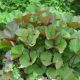 Ligularia dentata 'Desdemona'