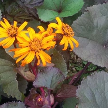 Ligularia dentata 'Britt Mary Crowford'