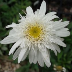 Leucanthemum x superbum 'Stina'