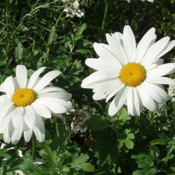 Leucanthemum x superbum 'Becky'