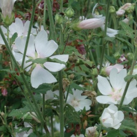Lavatera 'White Angel' ' ®