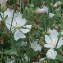 Lavatera 'White Angel' ' ®
