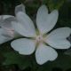 Lavatera 'White Angel' ' ®