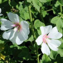 Lavatera 'Frédérique' ®