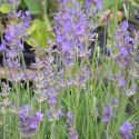 Lavandula angustifolia 'Folgate'