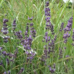 Lavandula angustifolia 'Dunkel Hidcote'