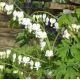 Lamprocapnos spectabilis 'Alba'