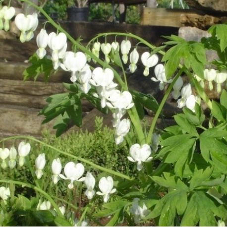 Lamprocapnos spectabilis 'Alba'