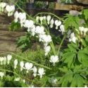 Lamprocapnos spectabilis 'Alba'