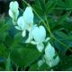 Lamprocapnos spectabilis 'Alba'