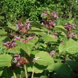 Lamium orvala 'Sylva'