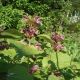 Lamium orvala 'Sylva'