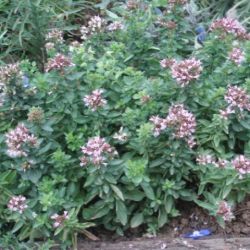 Origanum vulgare 'Compactum'