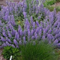 Nepeta x faassenii 'Purple Haze'