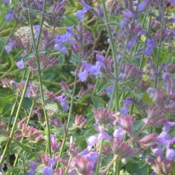 Nepeta x faassenii 'Dropmore'